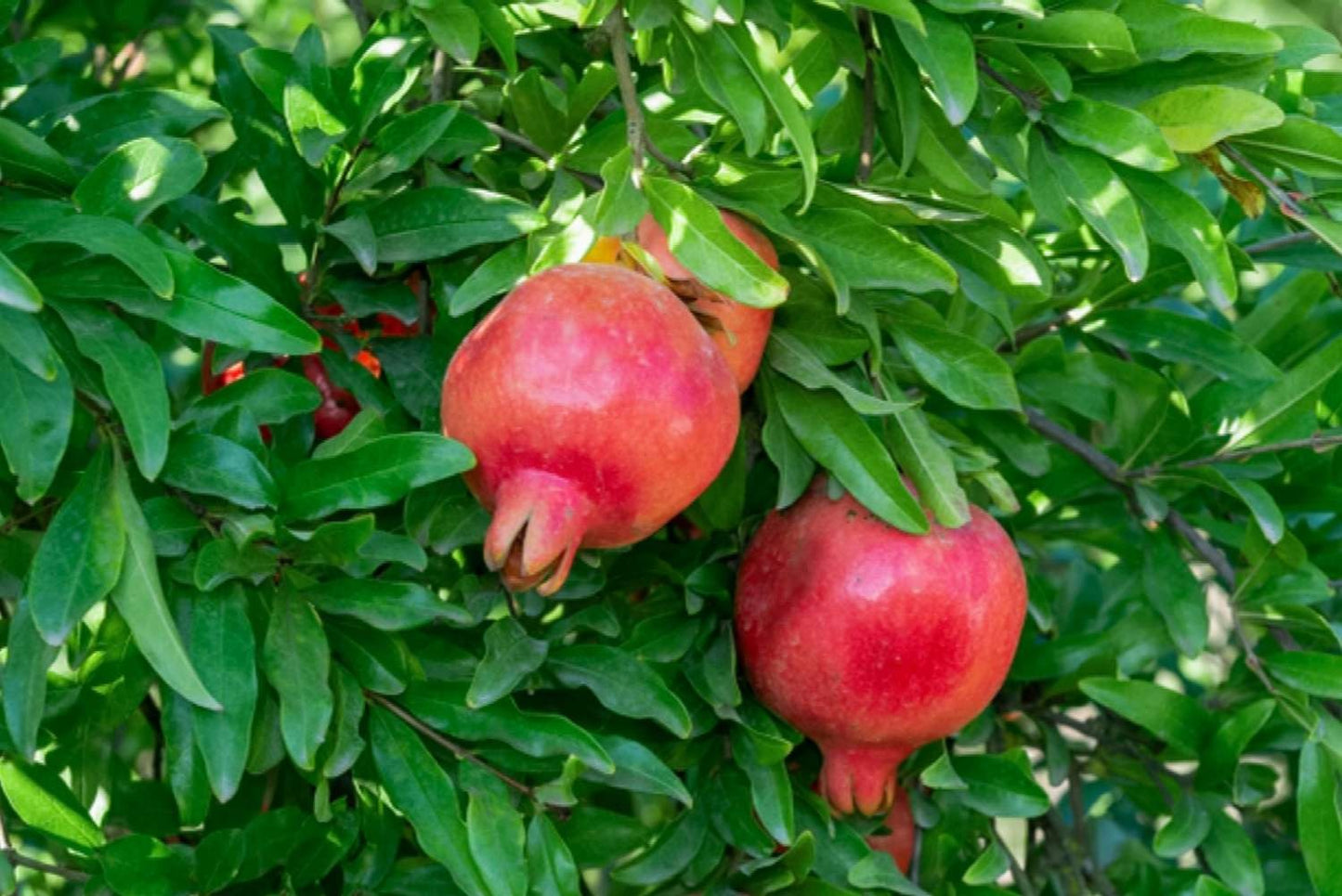 Mexican Pomegranate Plant |Mexican Pomegranate Plant with Home Delivery - Premium Fruit Plants & Tree from Plantparadise - Just $899! Shop now at Plantparadise