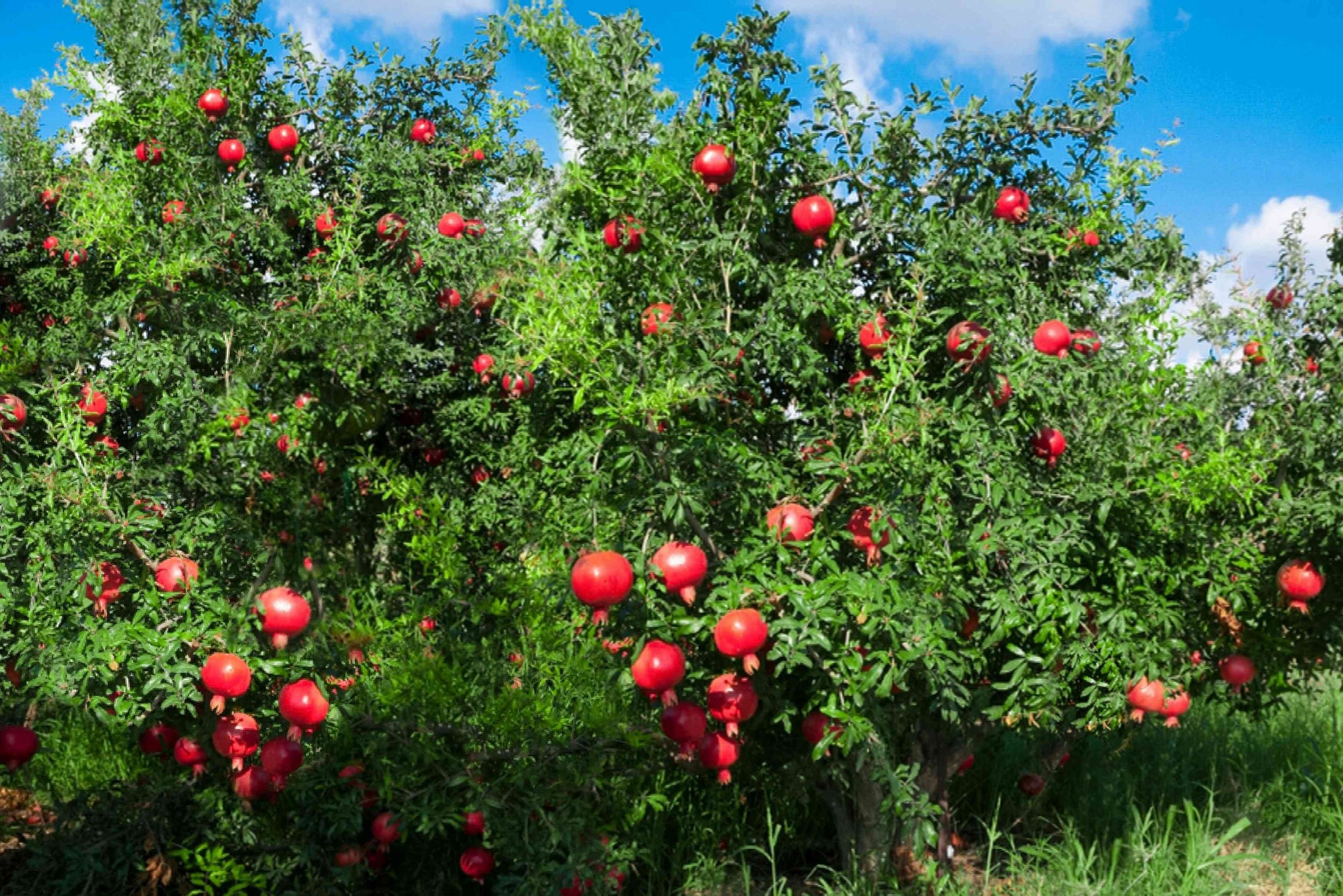 Mexican Pomegranate Plant |Mexican Pomegranate Plant with Home Delivery - Premium Fruit Plants & Tree from Plantparadise - Just $899! Shop now at Plantparadise