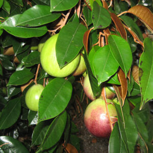 Milk Fruit Plant - Premium Fruit Plants & Tree from Plantparadise - Just $999! Shop now at Plantparadise