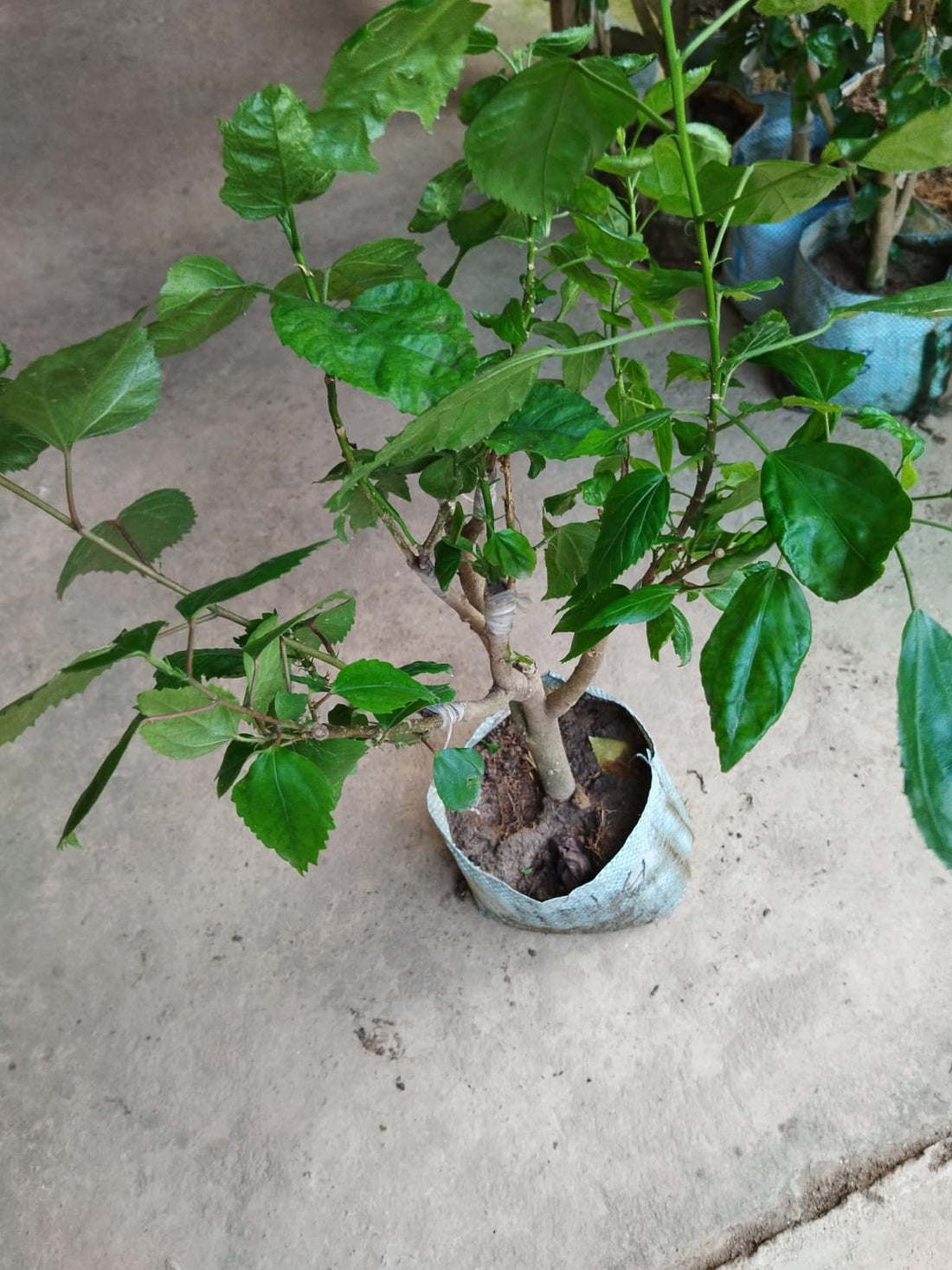 Multi Grafted Hibiscus(10 Different Colour)|Colorful Hibiscus Blooms ...