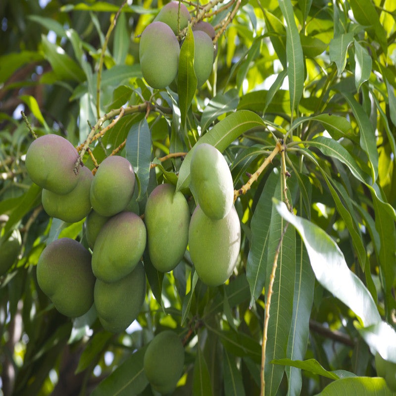 Neelam Mango |Order Neelam Mango Grafted Plant