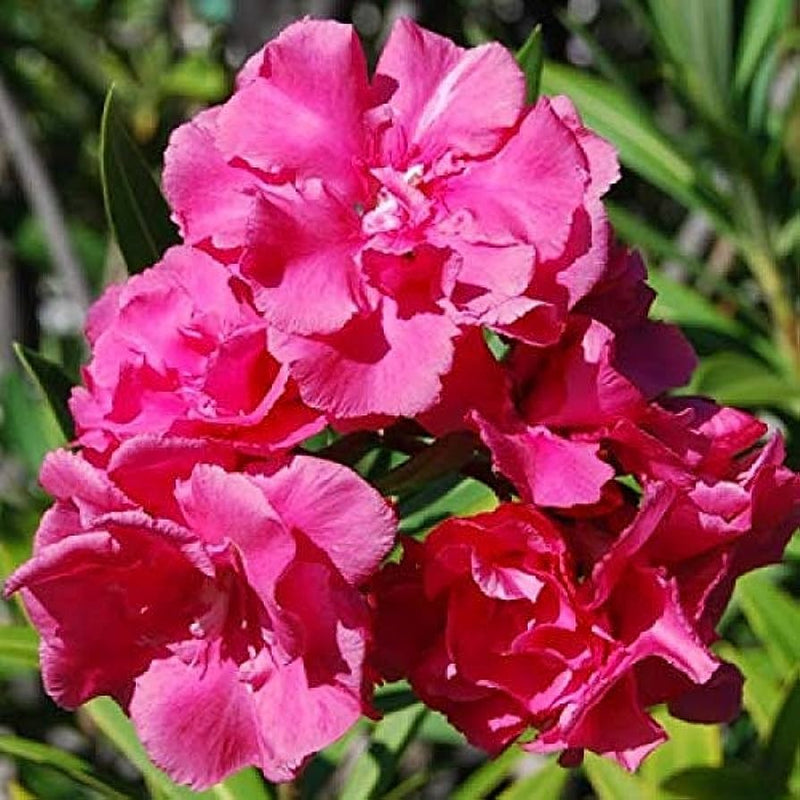 Nerium Pink Double (Kanchan) Flower Plant - Premium Flowering Shrubs from Plantparadise - Just $299! Shop now at Plantparadise