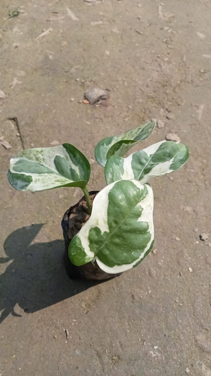 N’Joy Pothos (Epipremnum aureum ‘N’Joy’)|Low-Maintenance Indoor Plants for Sale - Premium Indoor Plant from Plantparadise - Just $290! Shop now at Plantparadise