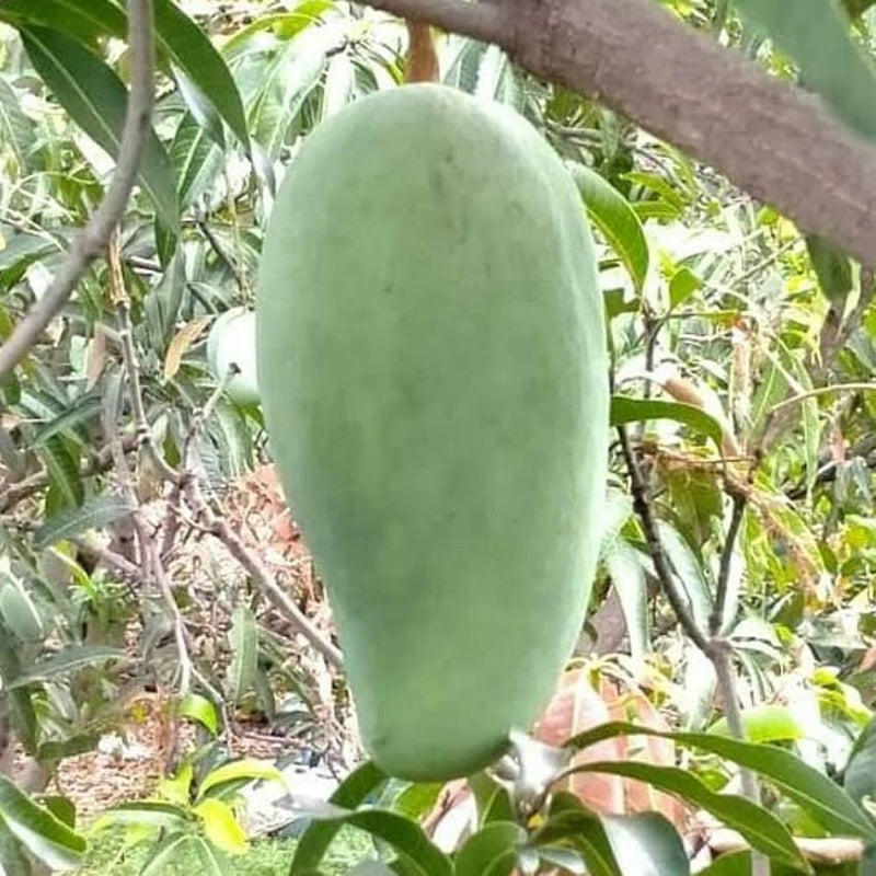 Noor Jahan Mango Plant Grafted - Premium Fruit Plants from Plantparadise - Just $789! Shop now at Plantparadise