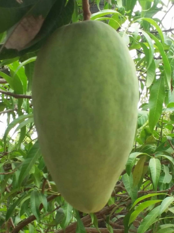 Noor Jahan Mango Plant Grafted - Premium Fruit Plants from Plantparadise - Just $789! Shop now at Plantparadise