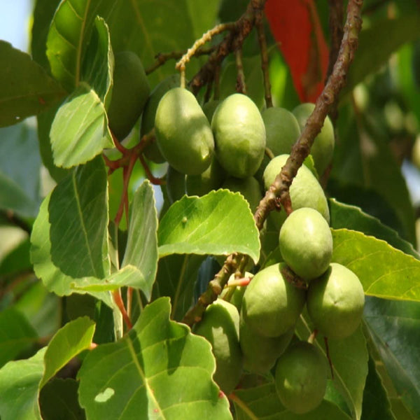 Indian Variety Olive (Jalpai) Plant - Premium Fruit Plants & Tree from Plantparadise - Just $549! Shop now at Plantparadise