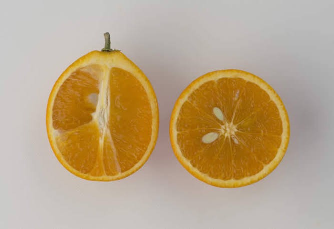 Oval Calabrese sweet orange Plant|Best Sweet Orange Tree for Home Garden - Premium Fruit Plants & Tree from Plantparadise - Just $900! Shop now at Plantparadise