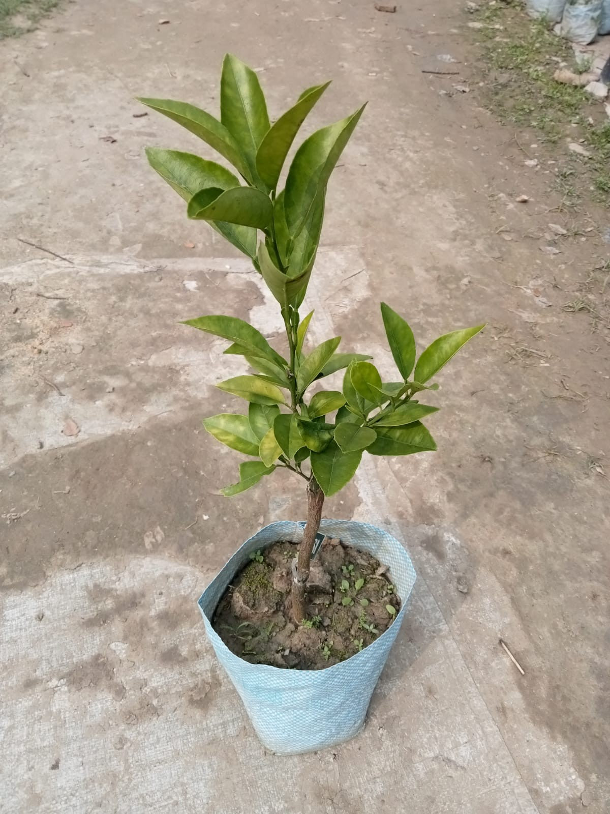 Oval Calabrese sweet orange Plant|Best Sweet Orange Tree for Home Garden - Premium Fruit Plants & Tree from Plantparadise - Just $900! Shop now at Plantparadise