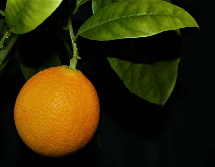 Oval Calabrese sweet orange Plant|Best Sweet Orange Tree for Home Garden - Premium Fruit Plants & Tree from Plantparadise - Just $900! Shop now at Plantparadise