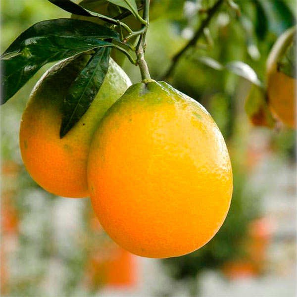 Oval Calabrese sweet orange Plant|Best Sweet Orange Tree for Home Garden - Premium Fruit Plants & Tree from Plantparadise - Just $900! Shop now at Plantparadise