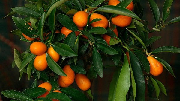 Oval Calabrese sweet orange Plant|Best Sweet Orange Tree for Home Garden - Premium Fruit Plants & Tree from Plantparadise - Just $900! Shop now at Plantparadise