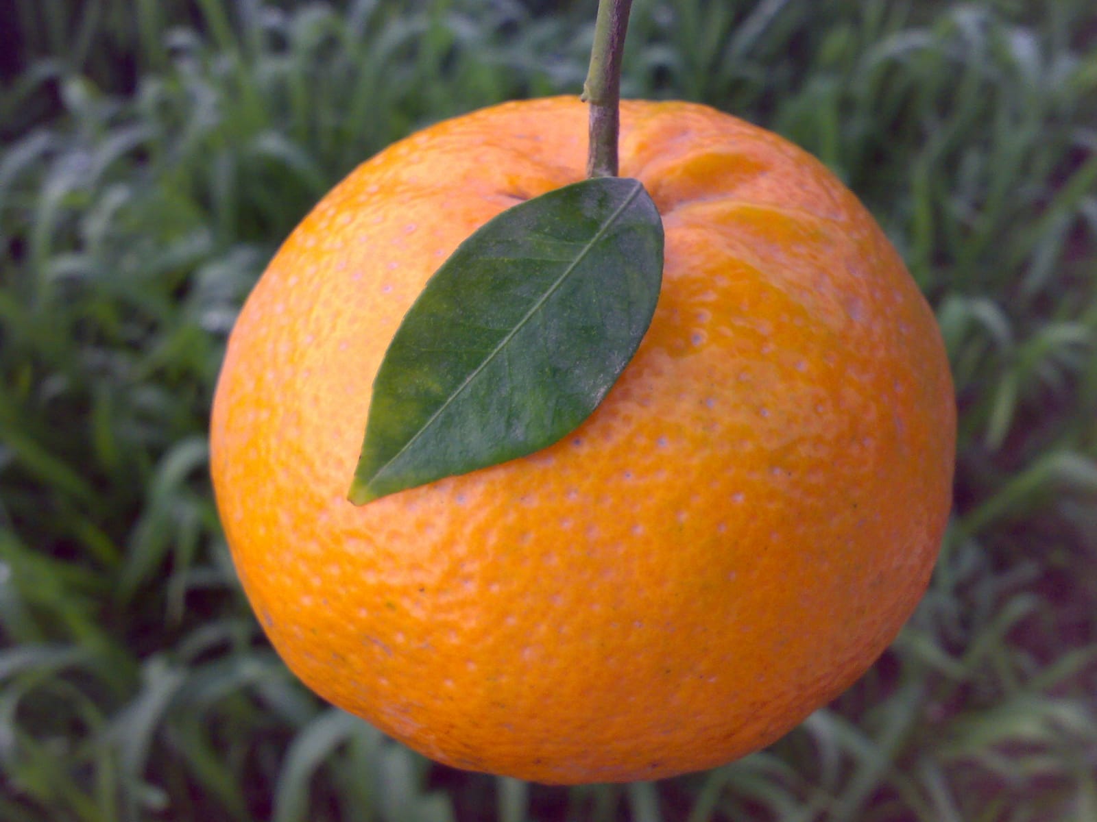 Pau Kinnow Orange Plant|Buy Pau Kinnow Orange Plant Online - Premium Fruit Plants & Tree from Plantparadise - Just $899! Shop now at Plantparadise