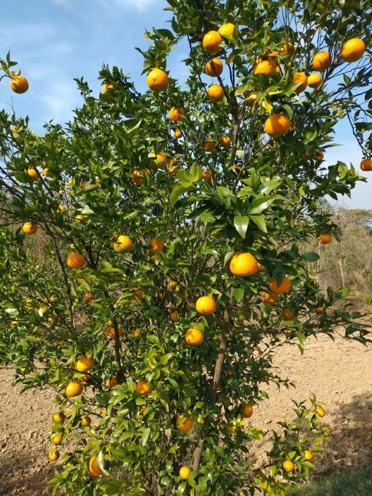 Pau Kinnow Orange Plant|Buy Pau Kinnow Orange Plant Online - Premium Fruit Plants & Tree from Plantparadise - Just $899! Shop now at Plantparadise