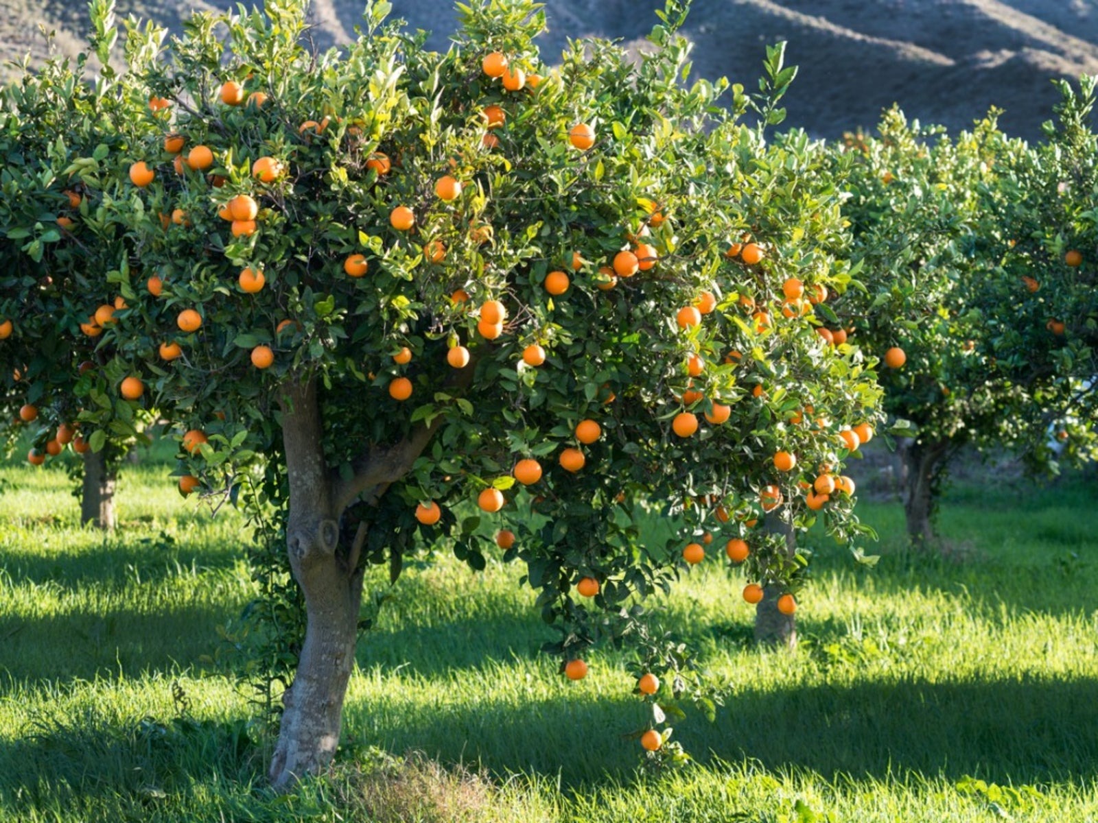 Pau Kinnow Orange Plant|Buy Pau Kinnow Orange Plant Online - Premium Fruit Plants & Tree from Plantparadise - Just $899! Shop now at Plantparadise