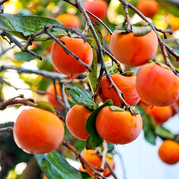 Persimmon Fruit Plant Grafted - Premium Fruit Plants & Tree from Plantparadise - Just $979! Shop now at Plantparadise