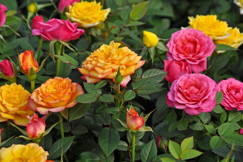 Miniature Rose Plant All Colour - Premium Flowering Plants from Plantparadise - Just $349.00! Shop now at Plantparadise