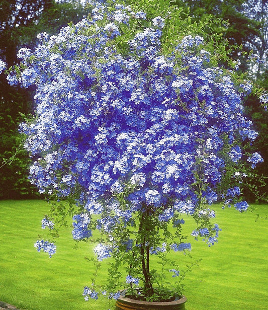 Plumbago  Flower Plant|Online nursery for Plumbago plant - Premium Flowering Shrubs from Plantparadise - Just $350! Shop now at Plantparadise