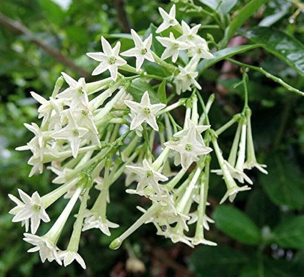 Ratrani (Queen of Night ) Flower Plant - Premium Flowering Plants from Plantparadise - Just $499! Shop now at Plantparadise