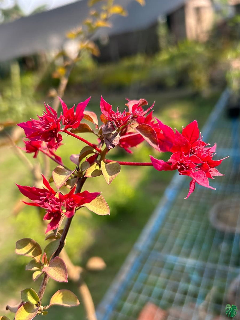 RED BUTTERFLY THAI VARIETY BOUGAINVILLEA FLOWER PLANT - Premium  from Plantparadise - Just $600! Shop now at Plantparadise