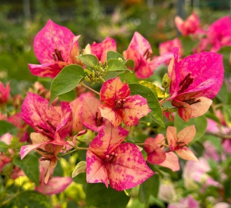 The "Red September" variety Thai Bougainvillea Flower Plant|Buy Red September Bougainvillea Online - Premium Flowering Plants from Plantparadise - Just $959! Shop now at Plantparadise