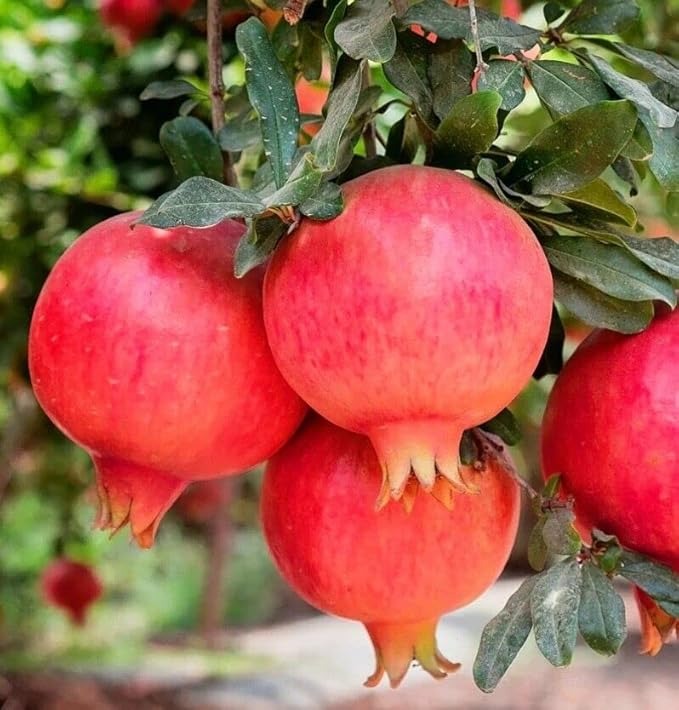 Rimon Pomegranate Plant (Punica granatum ‘Rimon’) - Premium Fruit Plants & Tree from Plantparadise - Just $950! Shop now at Plantparadise