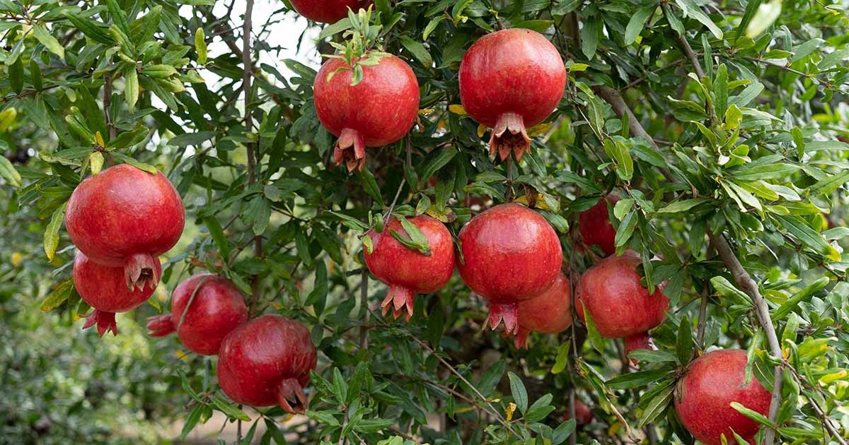 Rimon Pomegranate Plant (Punica granatum ‘Rimon’) - Premium Fruit Plants & Tree from Plantparadise - Just $950! Shop now at Plantparadise