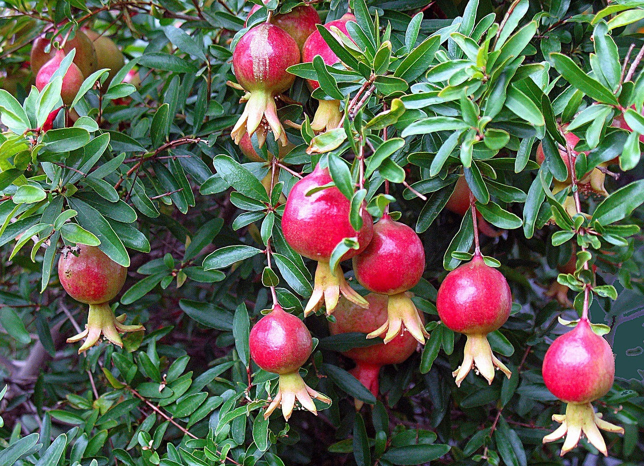 Rimon Pomegranate Plant (Punica granatum ‘Rimon’) - Premium Fruit Plants & Tree from Plantparadise - Just $950! Shop now at Plantparadise