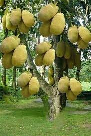 Seedless Jack Fruit Plant|Buy Seedless Jack fruit Plant - Premium Fruit Plants & Tree from Plantparadise - Just $799! Shop now at Plantparadise