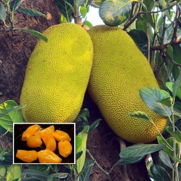 Seedless Jack Fruit Plant|Buy Seedless Jack fruit Plant - Premium Fruit Plants & Tree from Plantparadise - Just $799! Shop now at Plantparadise