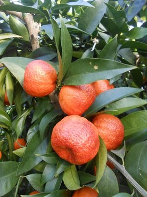 Amoa 8 Blood Mandarin|Amoa 8 Blood Mandarin Plant for Sale - Premium Fruit Plants & Tree from Plantparadise - Just $799! Shop now at Plantparadise
