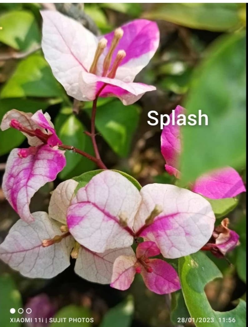 The Splash Thai Variety Bougainvillea|Splash Thai Bougainvillea buy online - Premium Flowering Plants from Plantparadise - Just $550! Shop now at Plantparadise