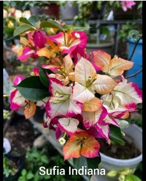 Sufia Indiana Bougainvillea Flower (Thai Variety) Grafted|Buy Sufia Indiana - Premium Flowering Plants from Plantparadise - Just $899! Shop now at Plantparadise