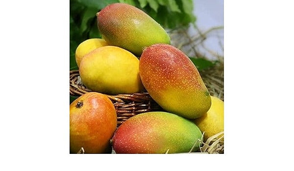 Suvarnarekha Mango Grafted Plant|Grafted Suvarnarekha Mango Plant Online - Premium Fruit Plants from Plantparadise - Just $550! Shop now at Plantparadise