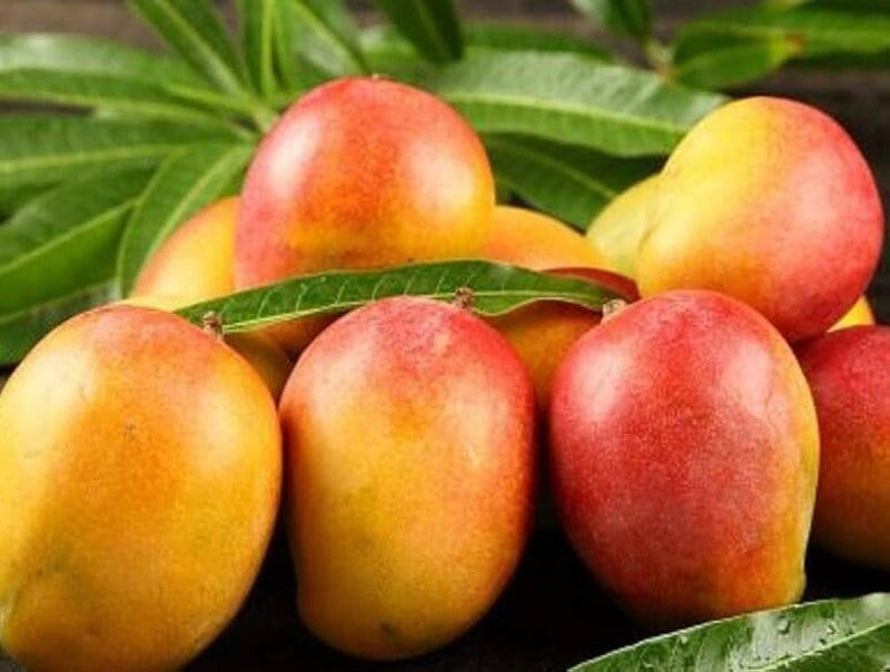 Suvarnarekha Mango Grafted Plant|Grafted Suvarnarekha Mango Plant Online - Premium Fruit Plants from Plantparadise - Just $550! Shop now at Plantparadise