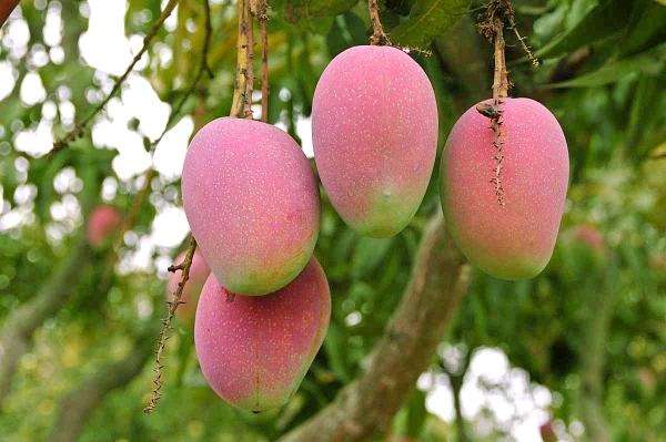 Suvarnarekha Mango Grafted Plant|Grafted Suvarnarekha Mango Plant Online - Premium Fruit Plants from Plantparadise - Just $550! Shop now at Plantparadise