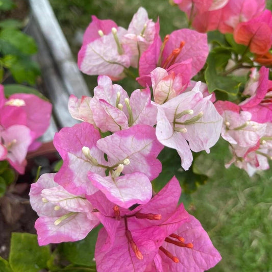 Thai Maharani Bougainvillea Flower Plant |Buy Maharani - Premium Flowering Plants from Plantparadise - Just $1150! Shop now at Plantparadise