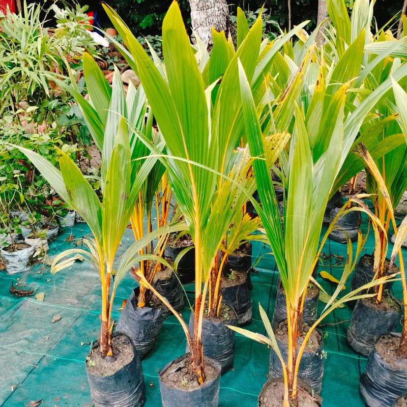 Thai Variety Coconut Plant|Thai Coconut tree delivery|Exotic Thai Coconut plants - Premium Fruit Plants & Tree from Plantparadise - Just $890! Shop now at Plantparadise