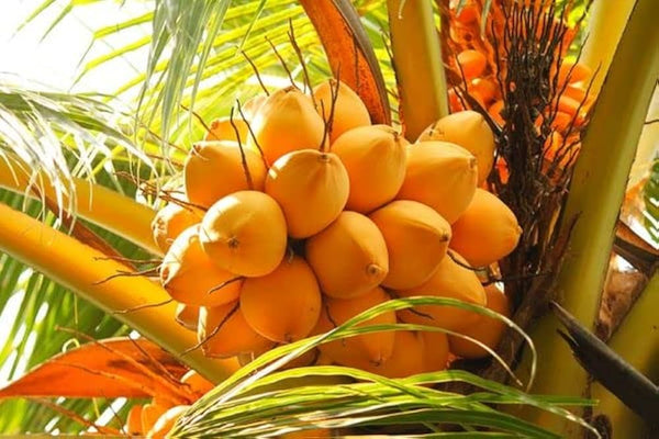 Thai Variety Coconut Plant|Thai Coconut tree delivery|Exotic Thai Coconut plants - Premium Fruit Plants & Tree from Plantparadise - Just $890! Shop now at Plantparadise