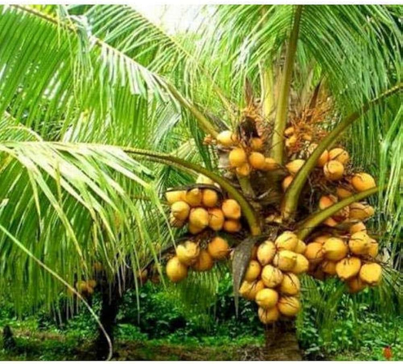 Thai Variety Coconut Plant|Thai Coconut tree delivery|Exotic Thai Coconut plants - Premium Fruit Plants & Tree from Plantparadise - Just $890! Shop now at Plantparadise