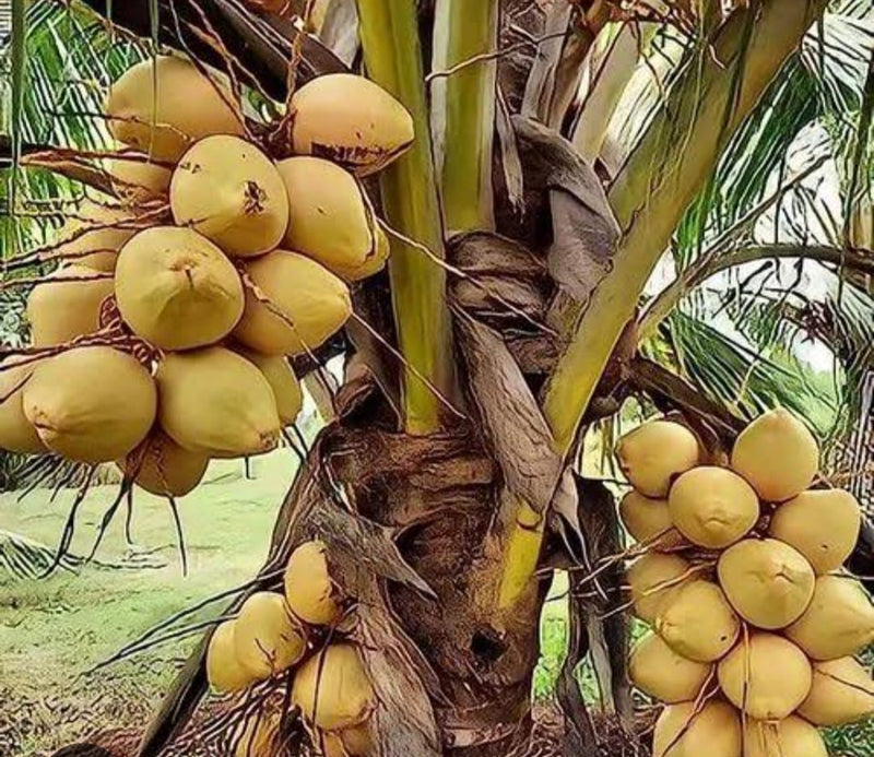 Thai Variety Coconut Plant|Thai Coconut tree delivery|Exotic Thai Coconut plants - Premium Fruit Plants & Tree from Plantparadise - Just $890! Shop now at Plantparadise