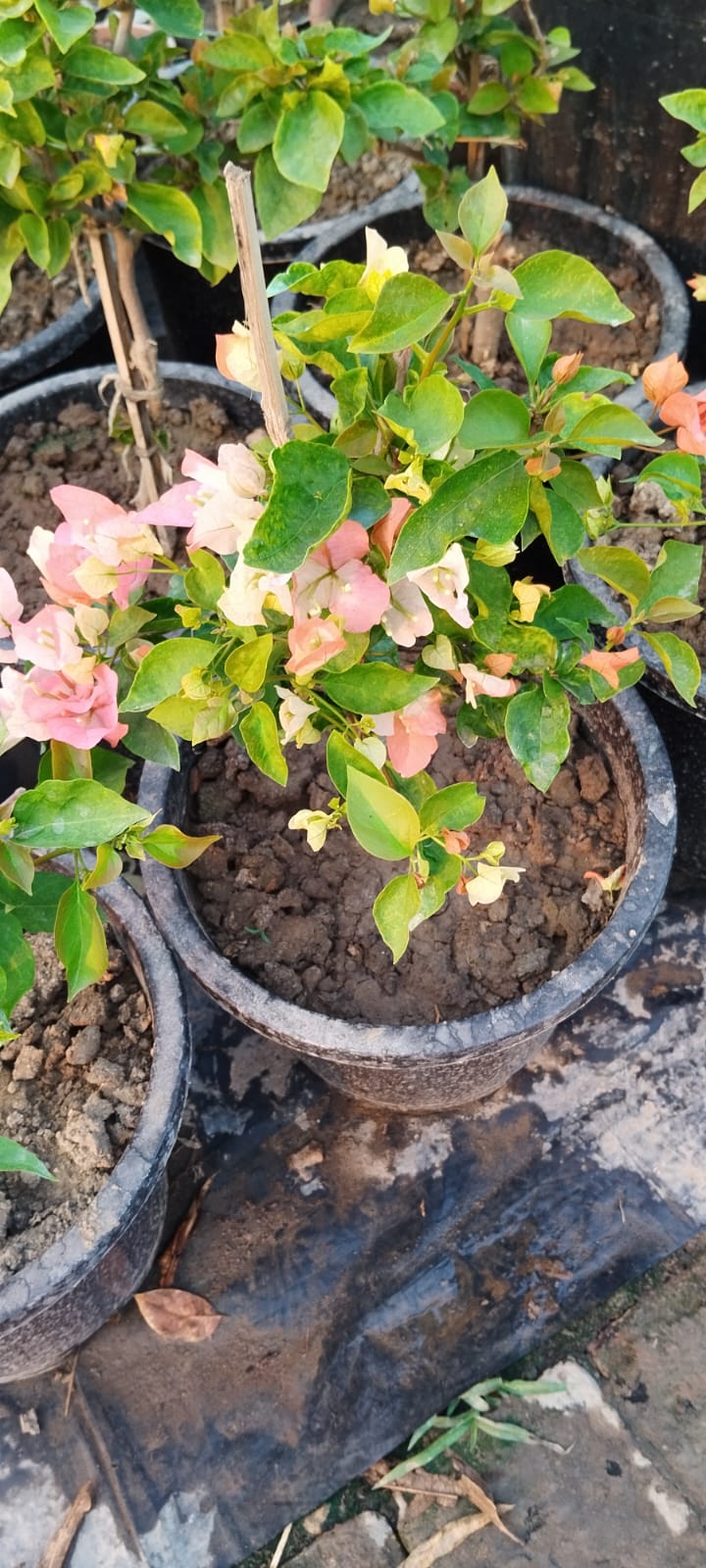 Thai Maharani Bougainvillea Flower Plant |Buy Maharani - Premium Flowering Plants from Plantparadise - Just $1150! Shop now at Plantparadise