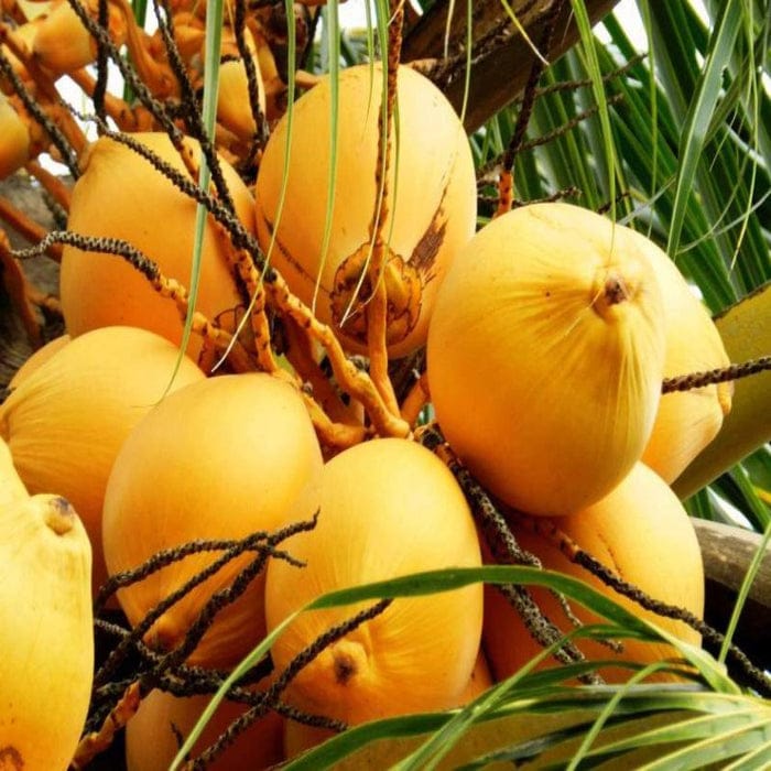 Thai Variety Coconut Plant|Thai Coconut tree delivery|Exotic Thai Coconut plants - Premium Fruit Plants & Tree from Plantparadise - Just $890! Shop now at Plantparadise