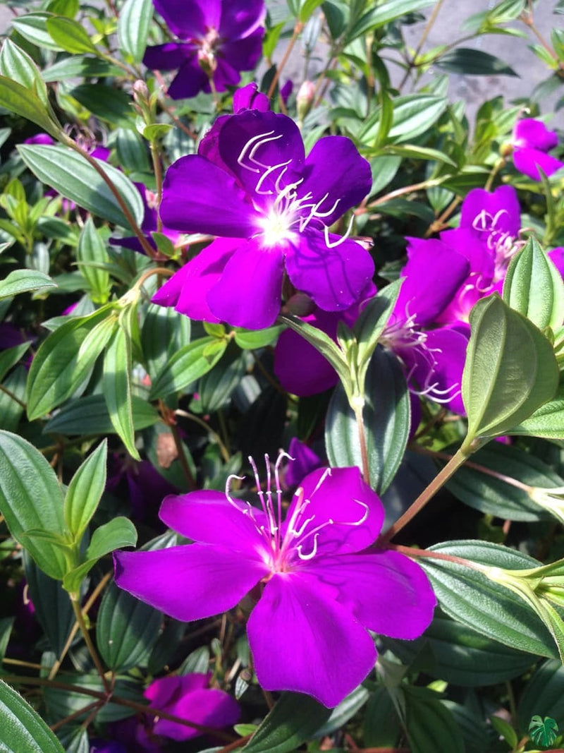 Tibuchina Flower Plant - Premium Flowering Plants from Plantparadise - Just $299! Shop now at Plantparadise