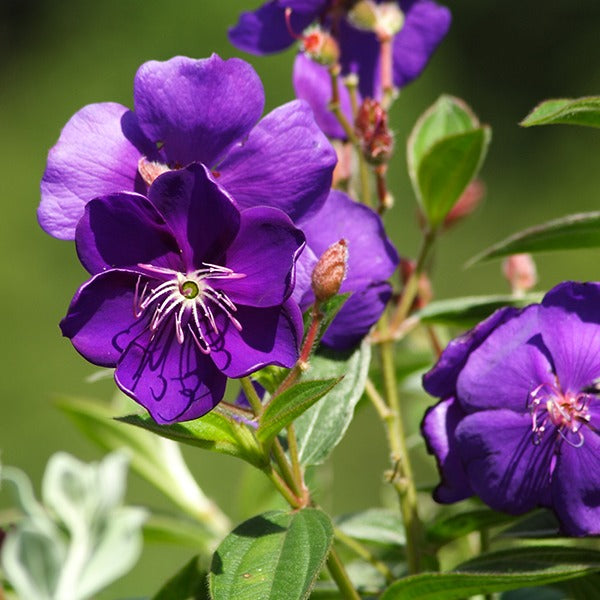 Tibuchina Flower Plant - Premium Flowering Plants from Plantparadise - Just $299! Shop now at Plantparadise