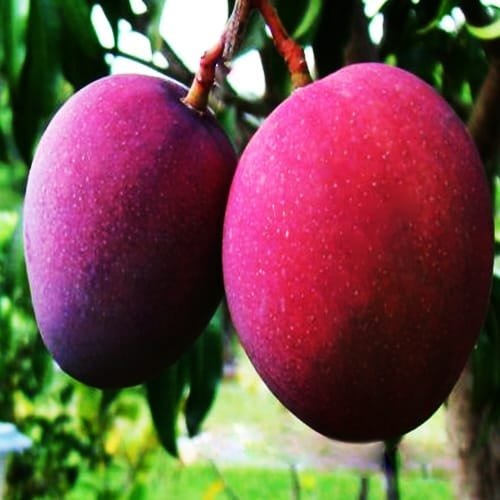 Tommy Atkins Mango Plant|Buy Tommy Atkins Mango Plant Online - Premium Fruit Plants & Tree from Plantparadise - Just $950! Shop now at Plantparadise