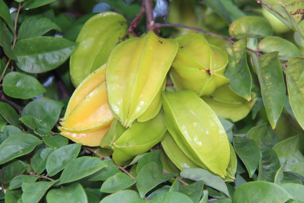 Thai Star Fruit Plant Grafted - Premium Fruit Plants from Plantparadise - Just $549.00! Shop now at Plantparadise