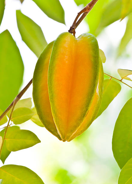 Thai Star Fruit Plant Grafted - Premium Fruit Plants from Plantparadise - Just $549.00! Shop now at Plantparadise