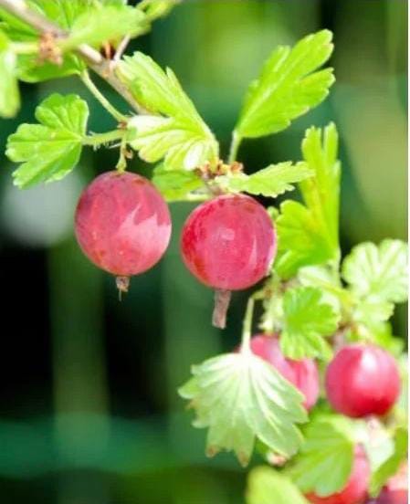 Red Amla Fruit Plant - Premium Flowering Plants from Plantparadise - Just $549.00! Shop now at Plantparadise