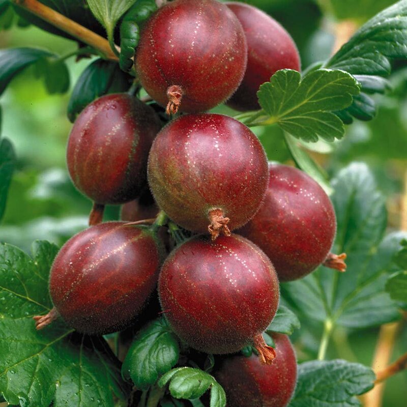 Red Amla Fruit Plant - Premium Flowering Plants from Plantparadise - Just $549.00! Shop now at Plantparadise