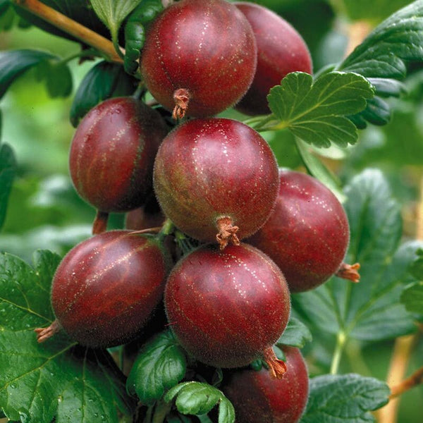 Red Amla Fruit Plant - Premium Flowering Plants from Plantparadise - Just $549.00! Shop now at Plantparadise